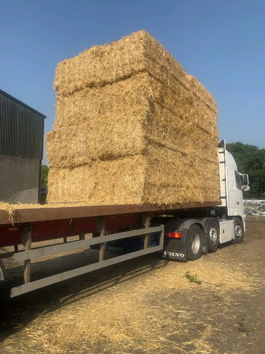Top quality barley and wheat straw - Image 1
