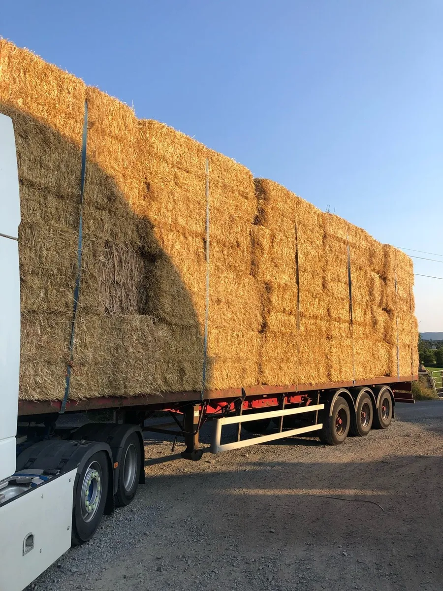 Top quality barley and wheat straw - Image 2