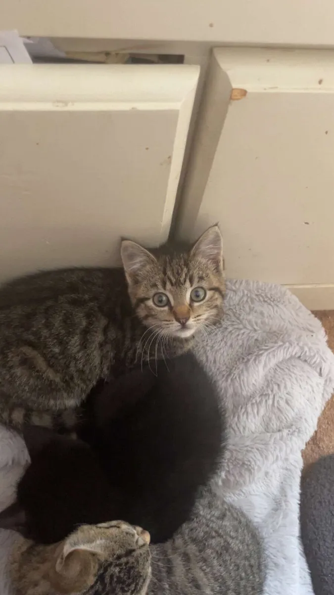 Kitten - Image 2