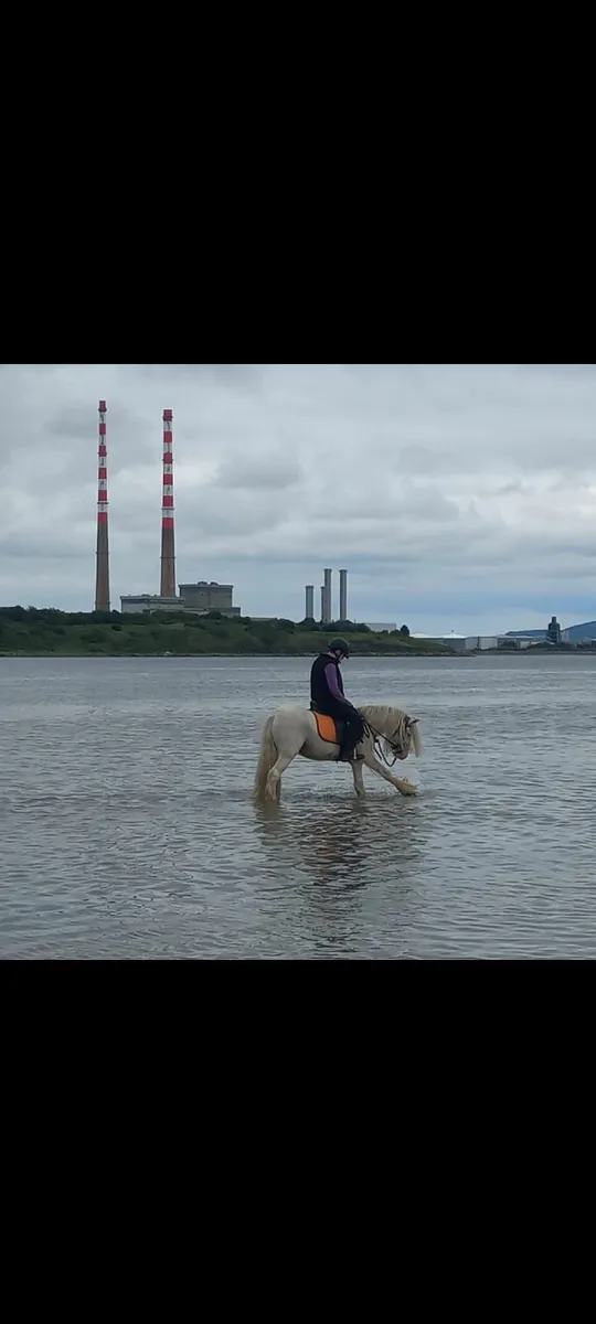 Pony - Image 2