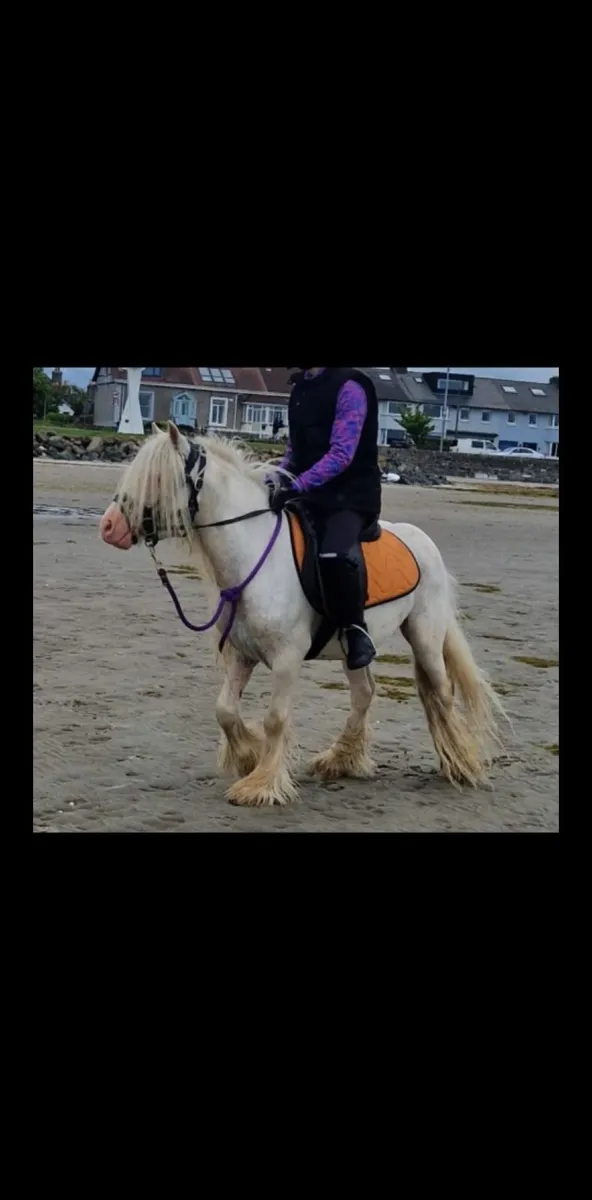 Pony - Image 4