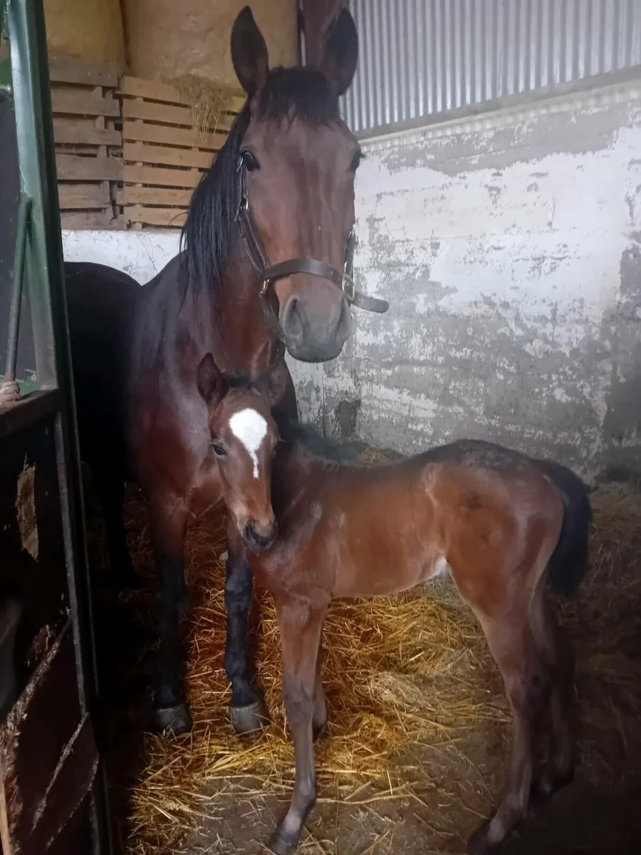 Future Trend mare for sale - Image 2