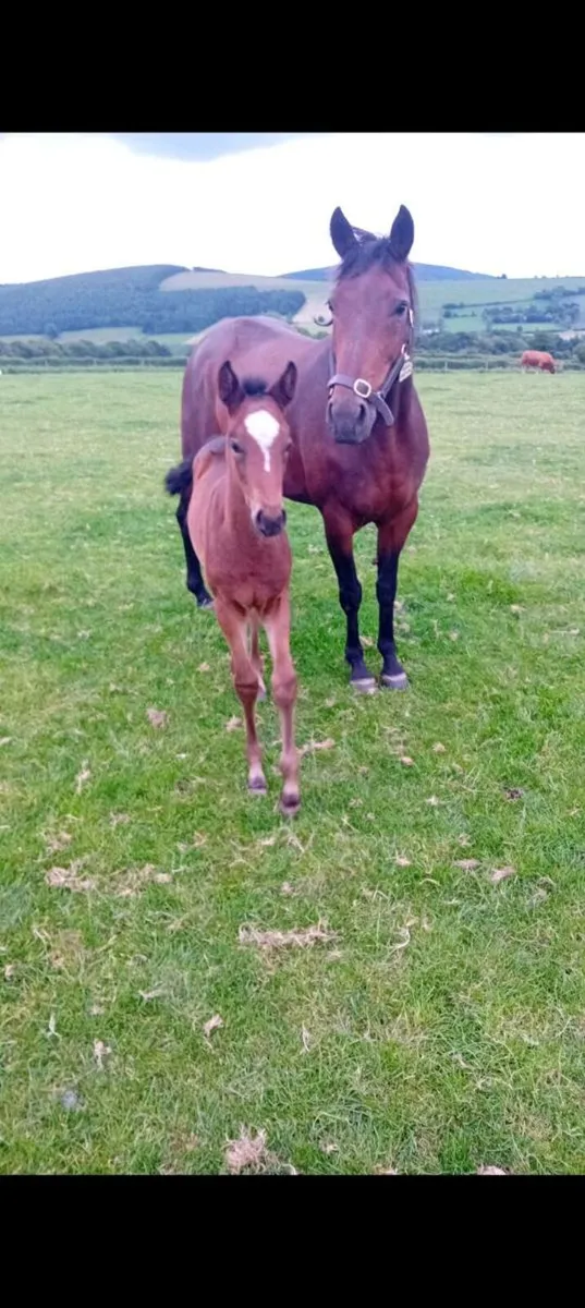 Future Trend mare for sale - Image 3