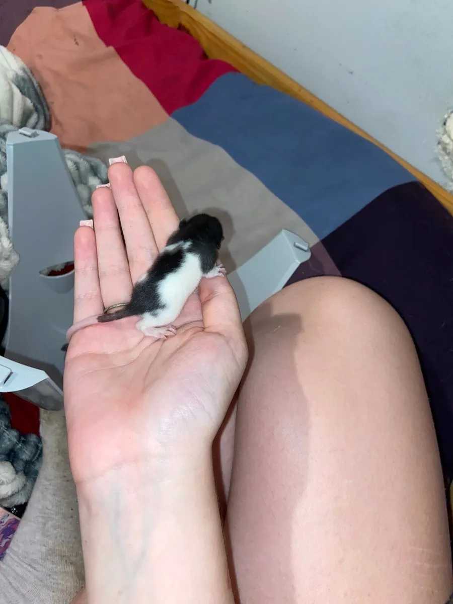 Rats - Image 2