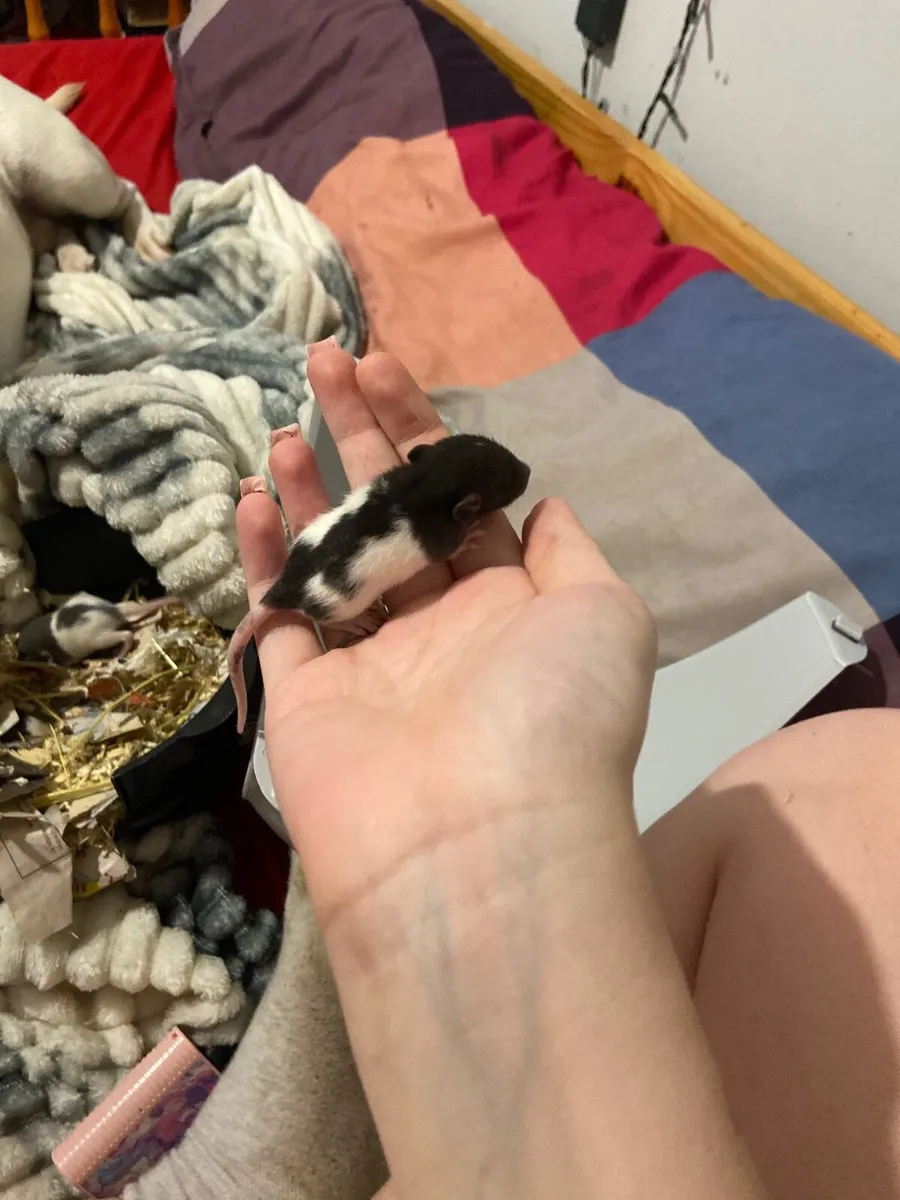 Rats - Image 3