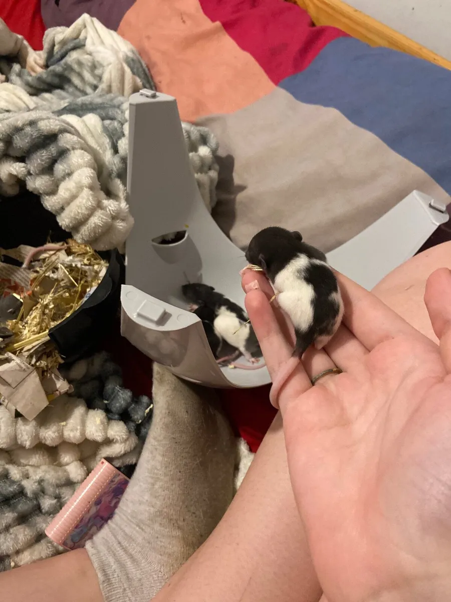 Rats - Image 4