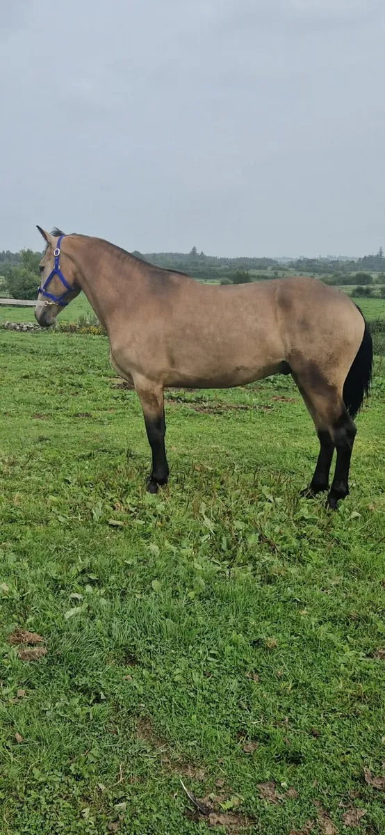 Dún Sports Pony - Image 2