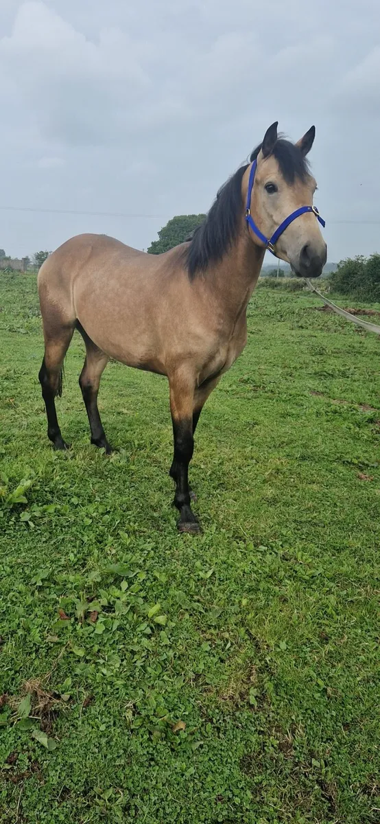 Dún Sports Pony - Image 3
