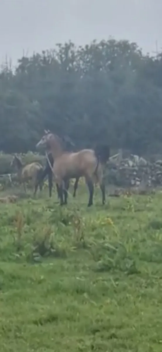 Dún Sports Pony - Image 4