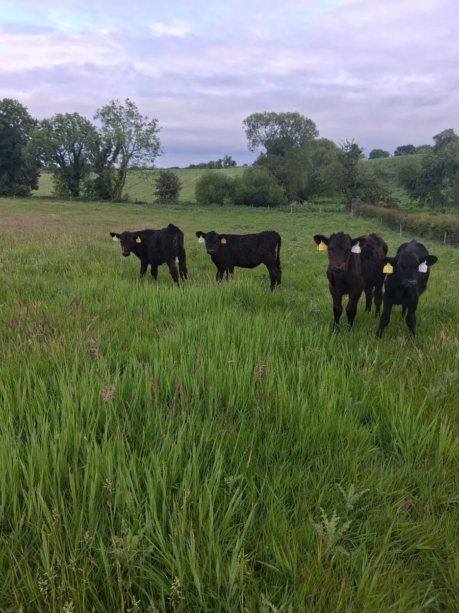 Reared Calves - Image 1