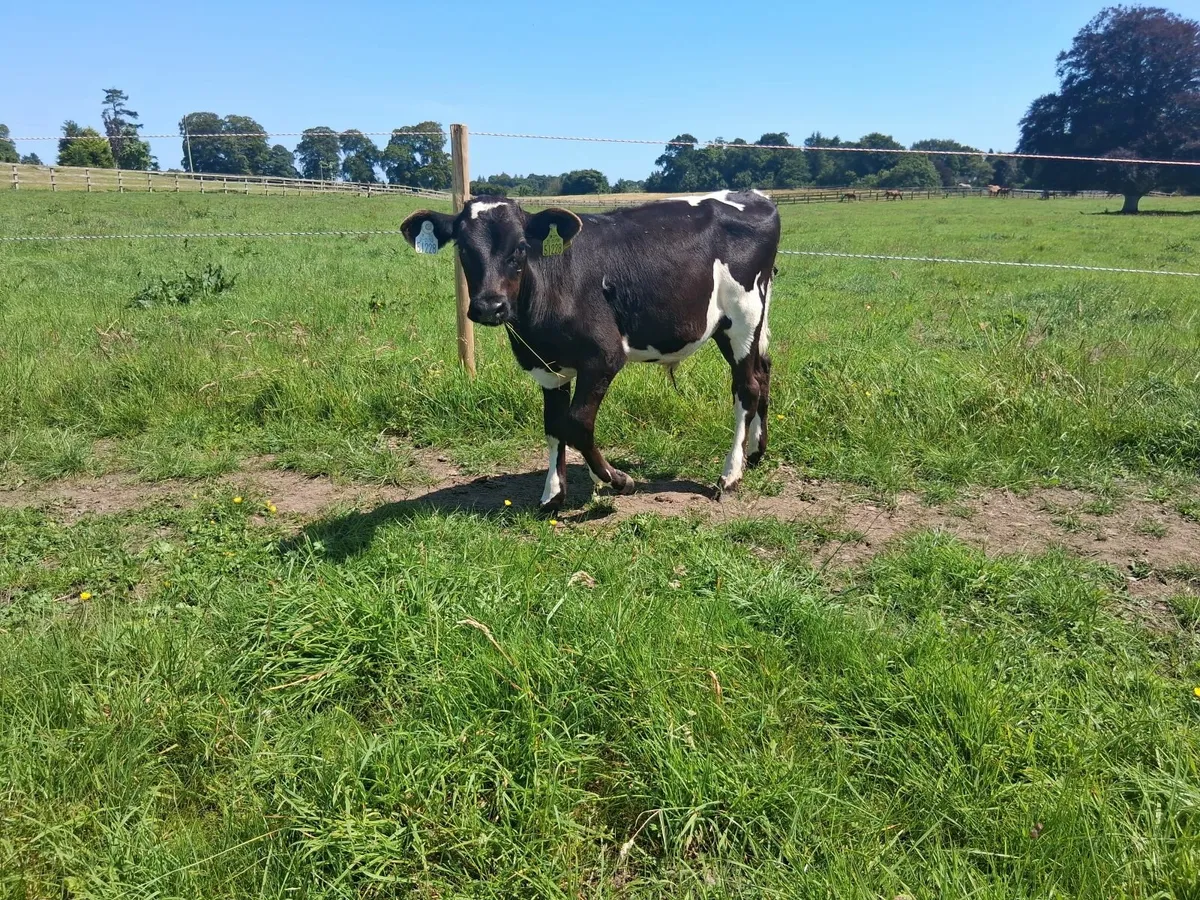 Reared Calves - Image 2