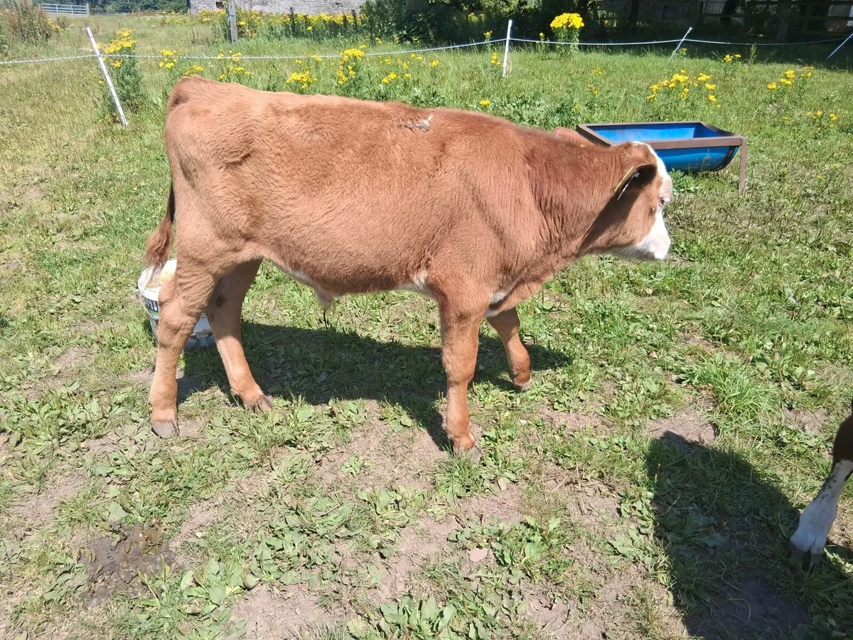 Reared Calves - Image 3