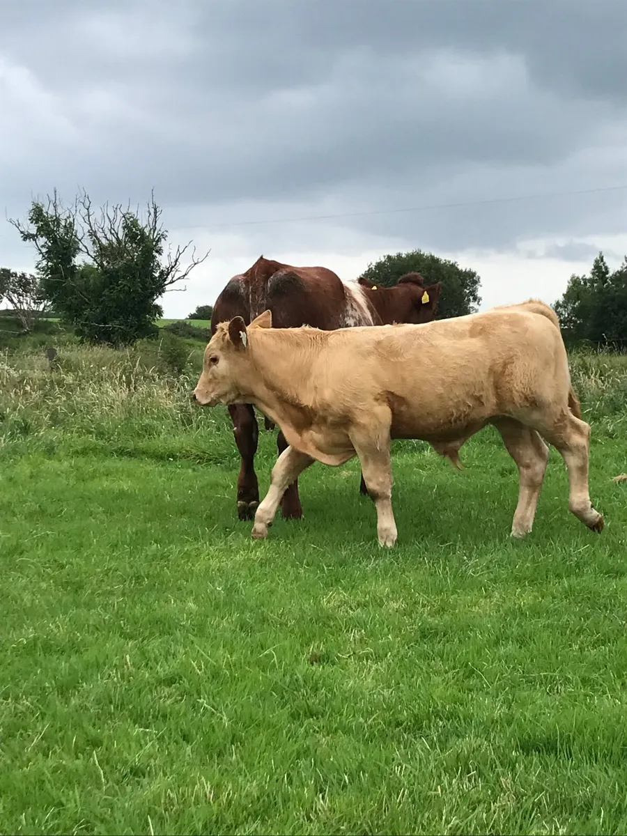 SH cow & CH Bull Calf for Balla Mart on Saturday - Image 2