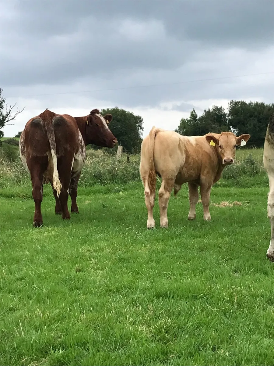 SH cow & CH Bull Calf for Balla Mart on Saturday - Image 1