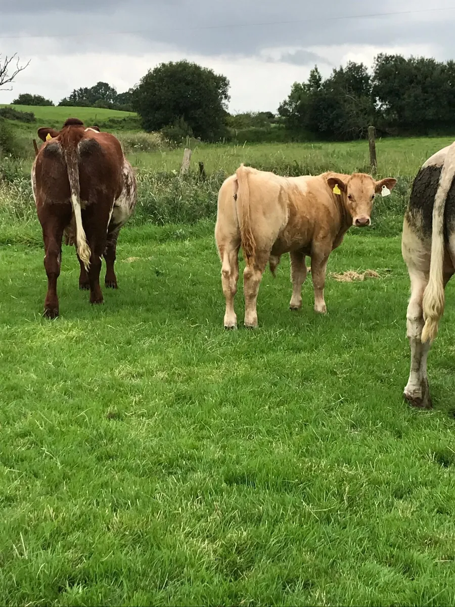 SH cow & CH Bull Calf for Balla Mart on Saturday - Image 3
