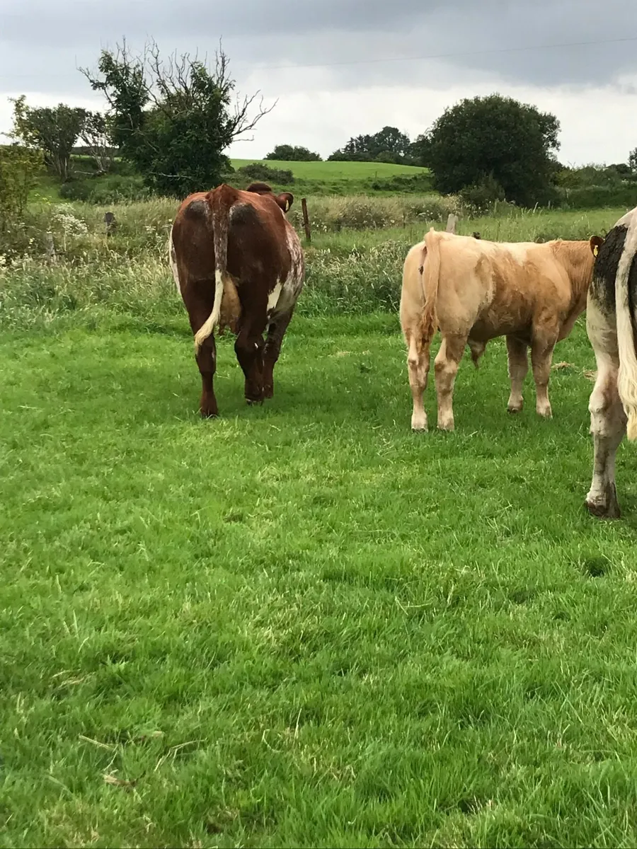 SH cow & CH Bull Calf for Balla Mart on Saturday - Image 4