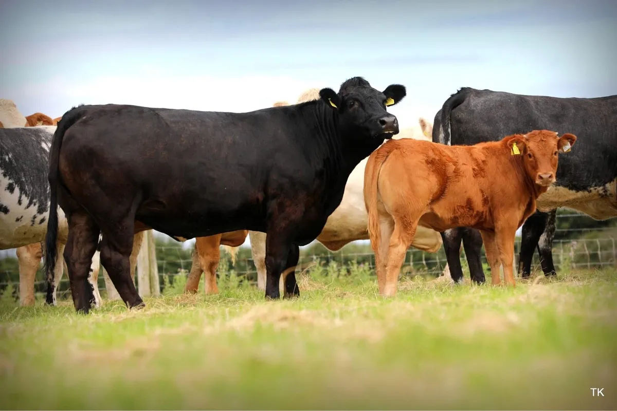 Enniscrone Summer Belles Cows and Calves - Image 1