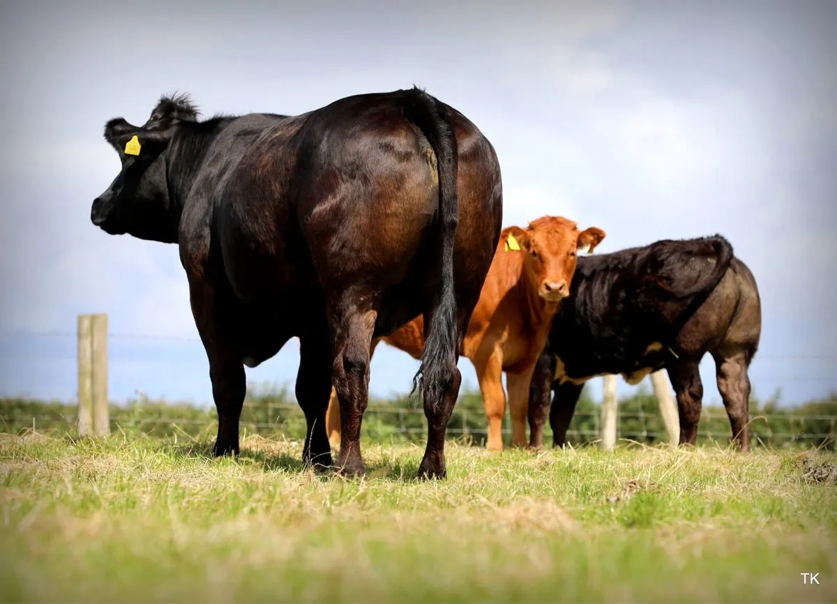 Enniscrone Summer Belles Cows and Calves - Image 2