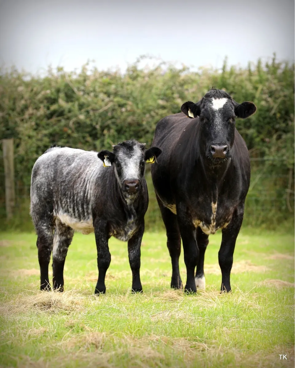 Enniscrone Summer Belles Cows and Calves - Image 3