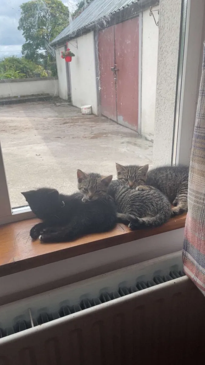 Kitten - Image 3