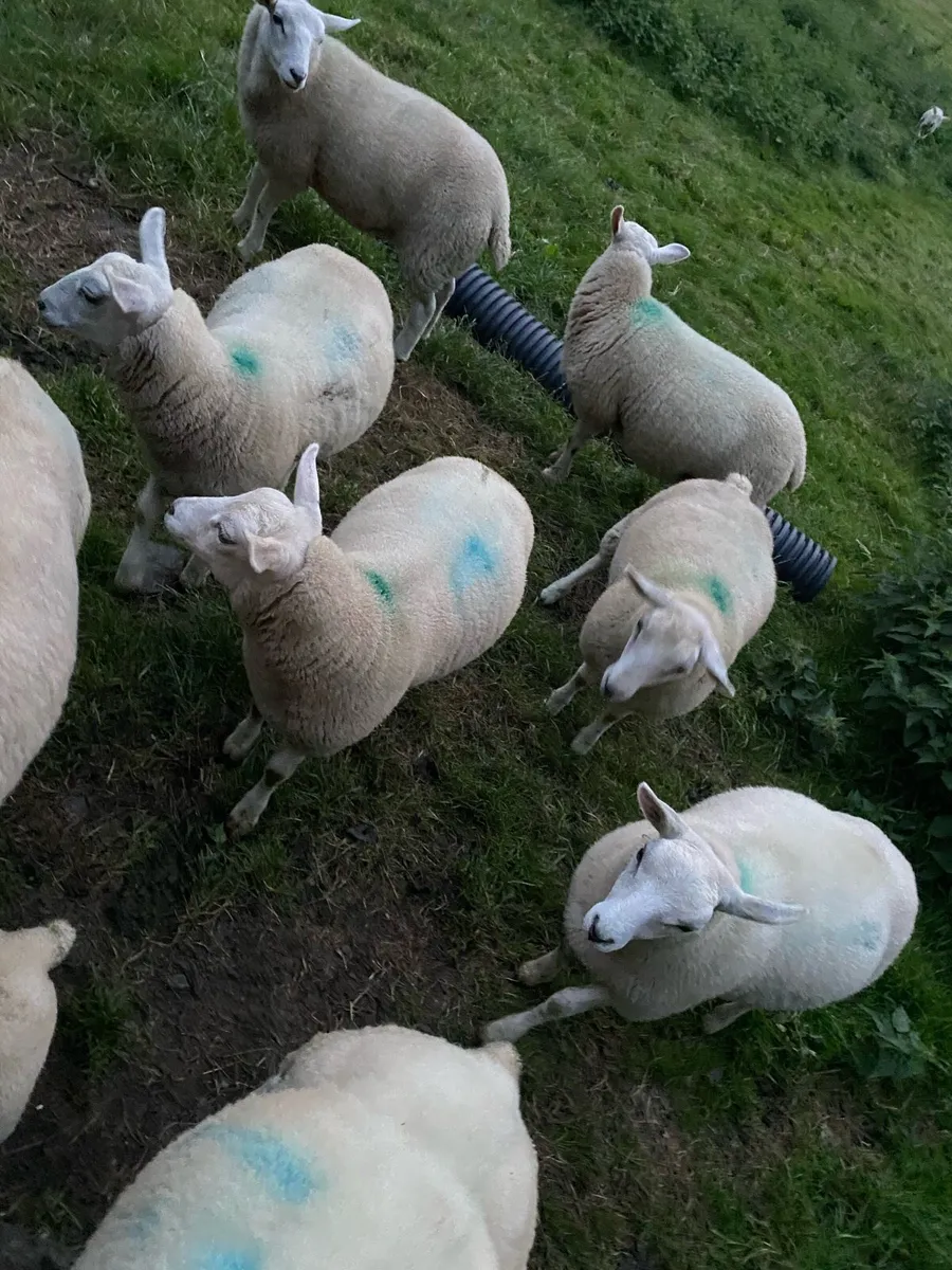 Texel ewe lambs - Image 1