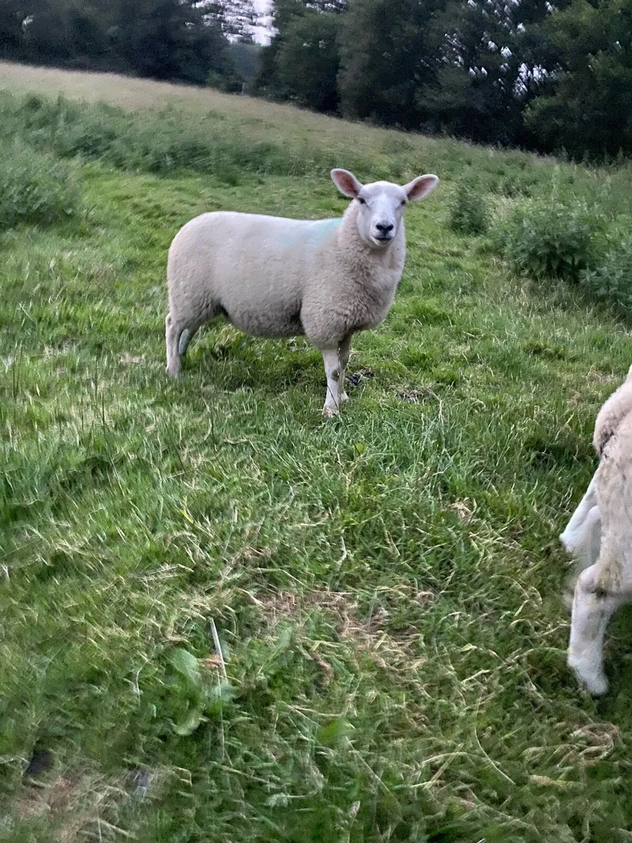 Texel ewe lambs - Image 2