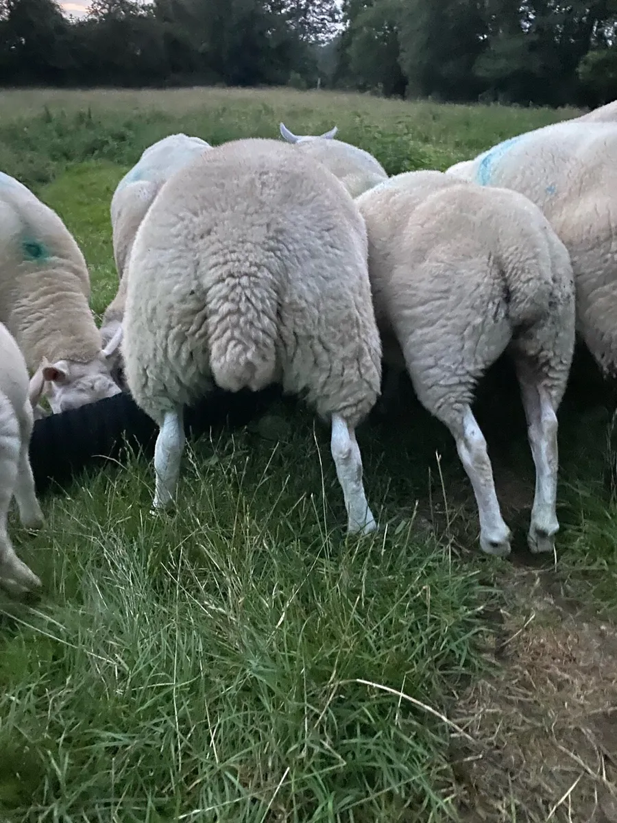 Texel ewe lambs - Image 3