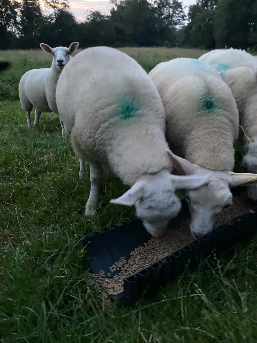 Texel ewe lambs - Image 4
