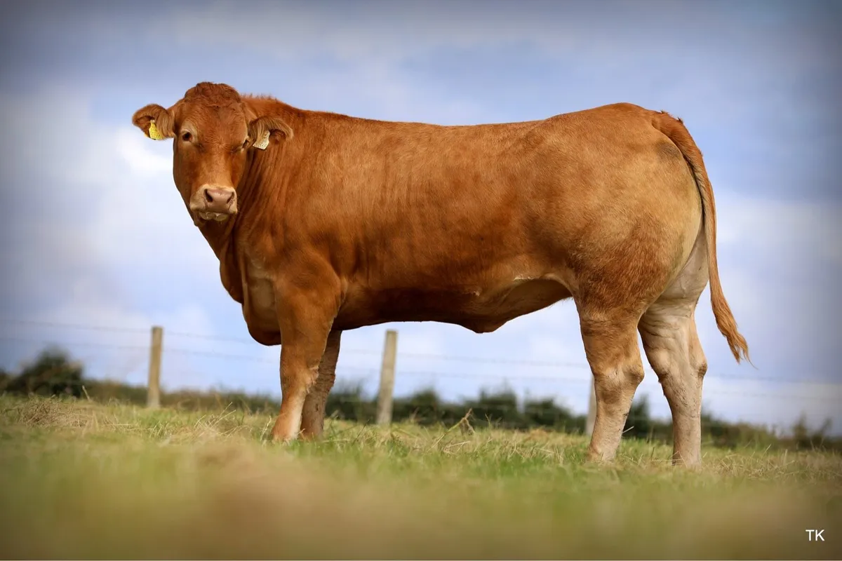 Pedigree Limousin Heifers - Image 1
