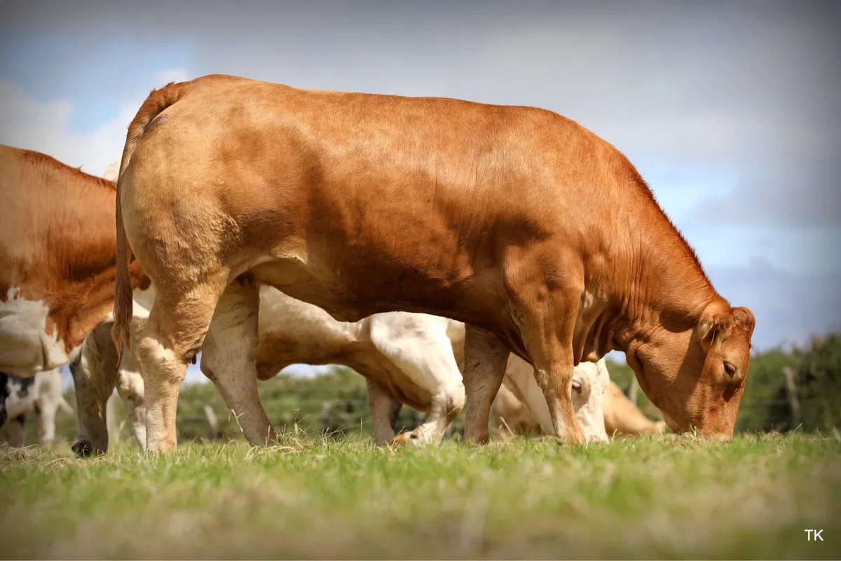 Pedigree Limousin Heifers - Image 2