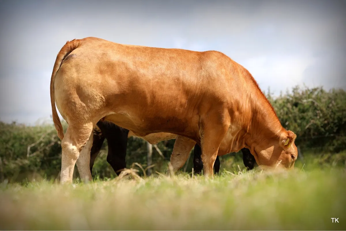 Pedigree Limousin Heifers - Image 3