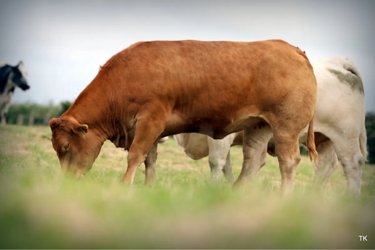 Pedigree Limousin Heifers - Image 4