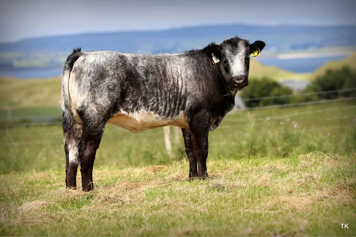 Enniscrone Summer Belles Cows and Calves - Image 4