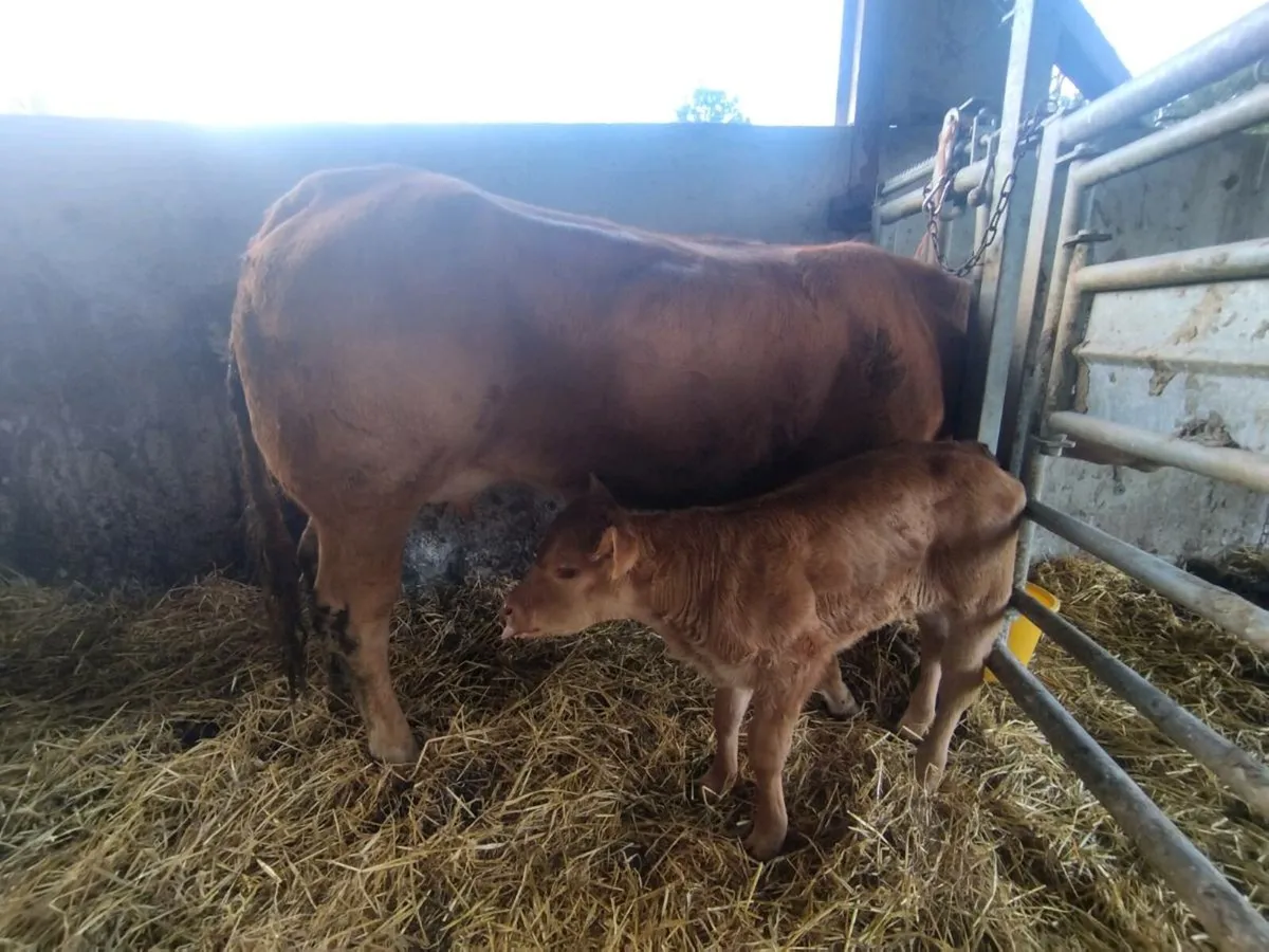 Pedigree Suckler Heifer (calved) - Image 1
