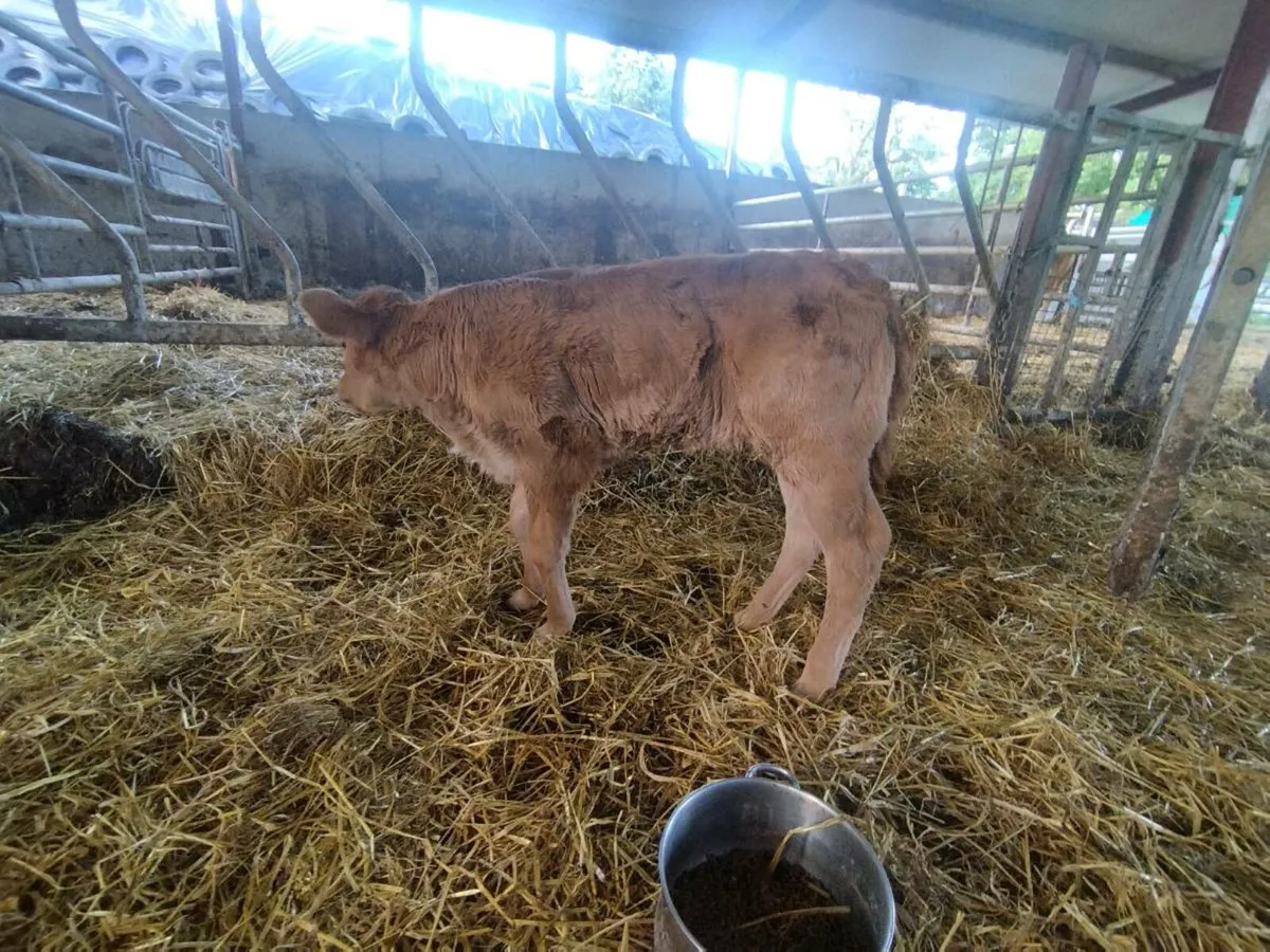 Pedigree Suckler Heifer (calved) - Image 2