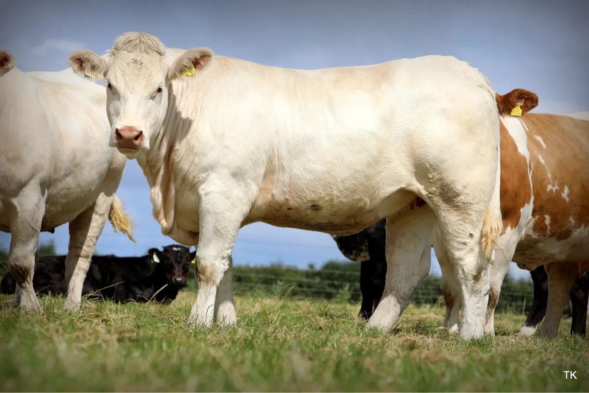 Charolais heifer for the Enniscrone Summer Belles - Image 1