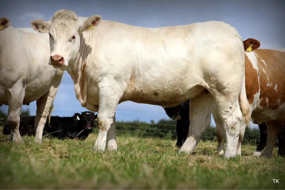 Charolais heifer for the Enniscrone Summer Belles - Image 2