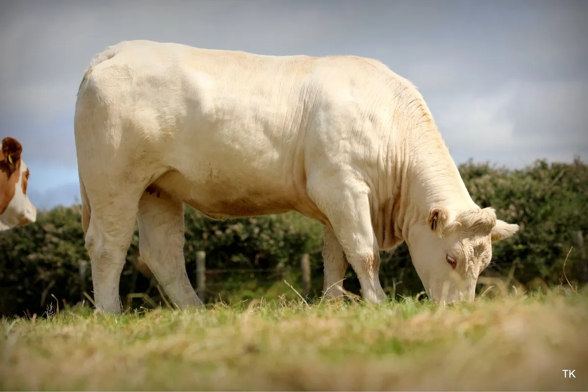 Charolais heifer for the Enniscrone Summer Belles - Image 3
