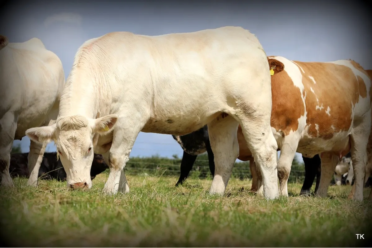 Charolais heifer for the Enniscrone Summer Belles - Image 4