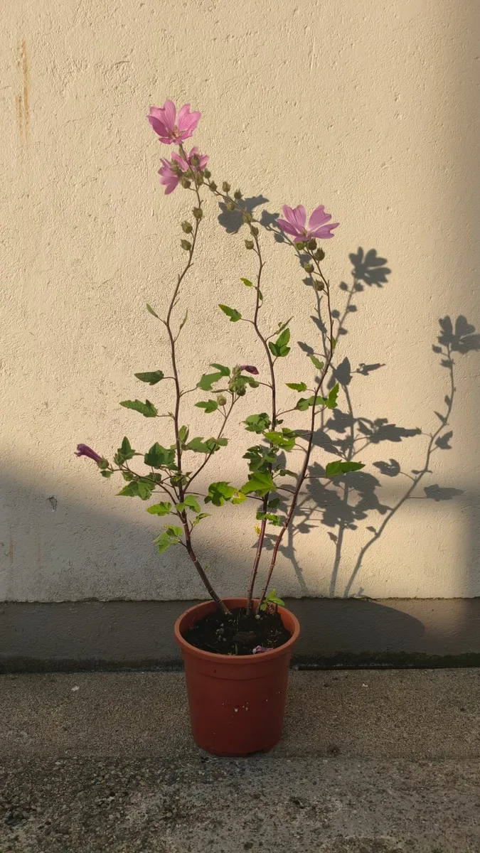 Tree Mallow Plants - Image 1