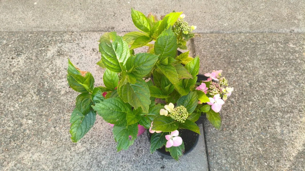 Hydrangea Plants - Image 1