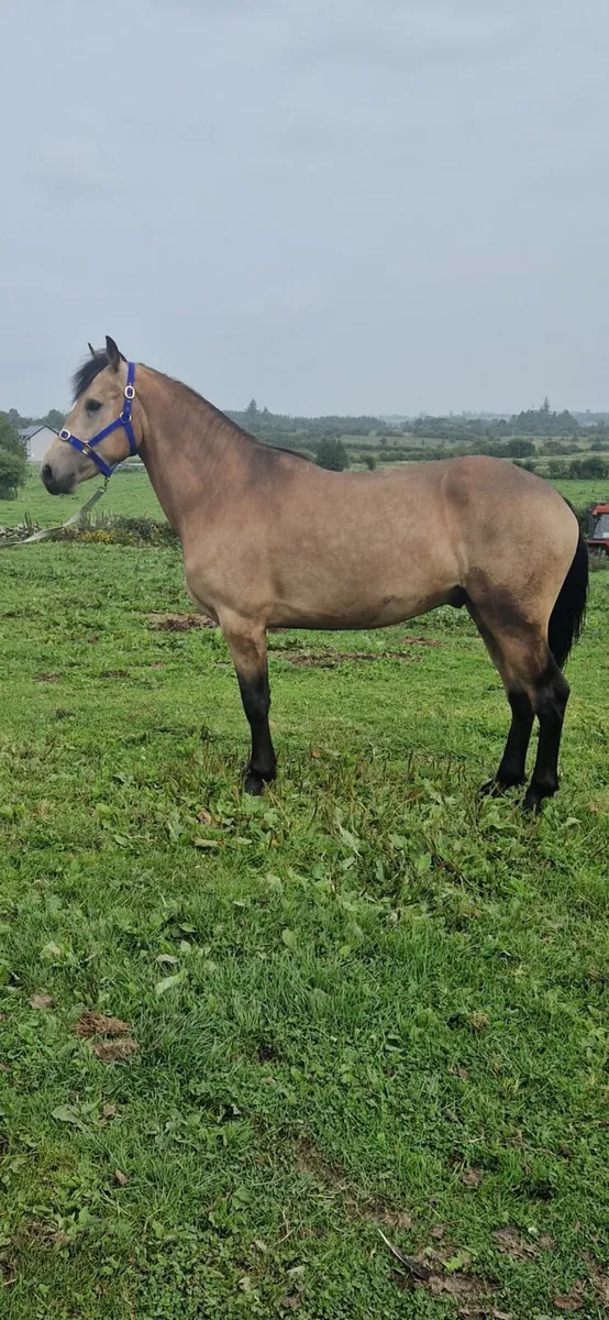 Dún Sports Pony - Image 1