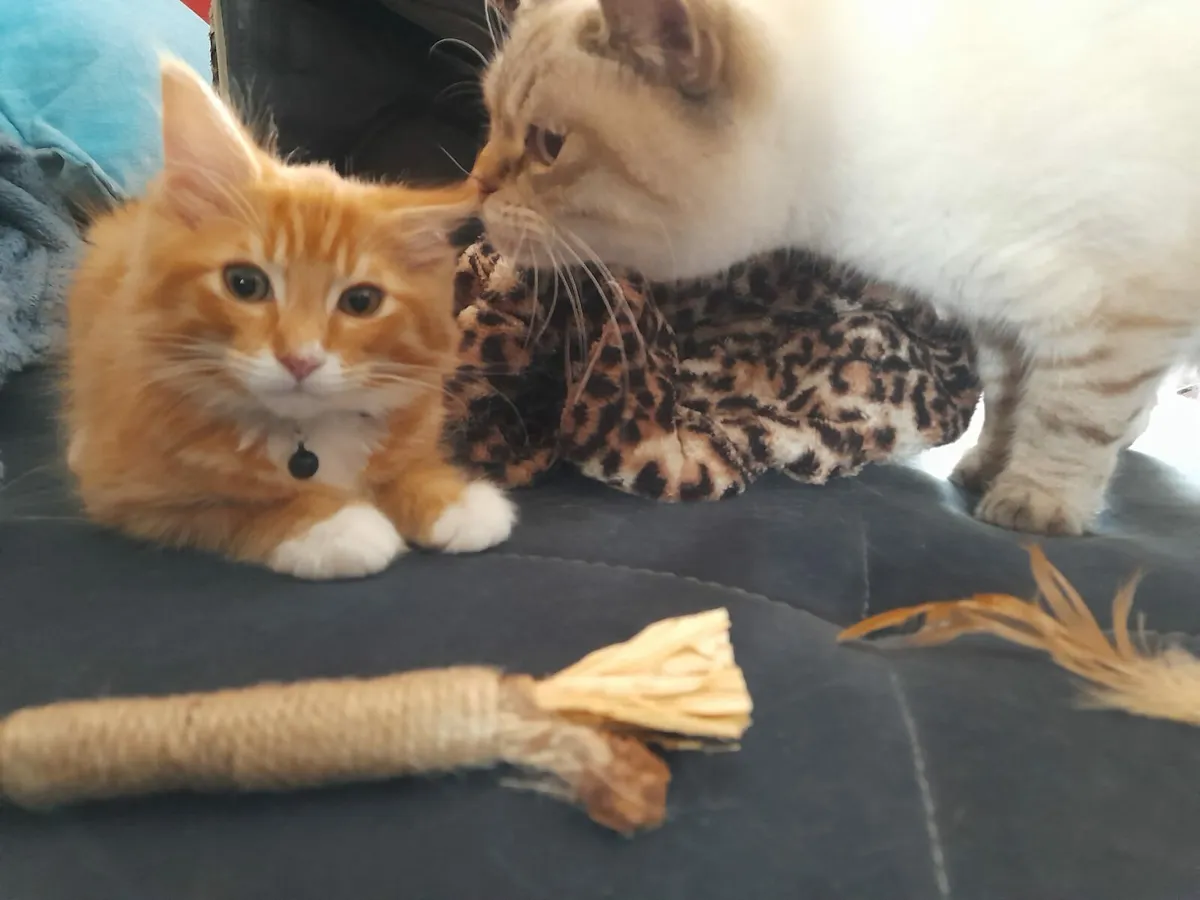 Ragdoll Kittens - Maine Coon Kittens - Image 3