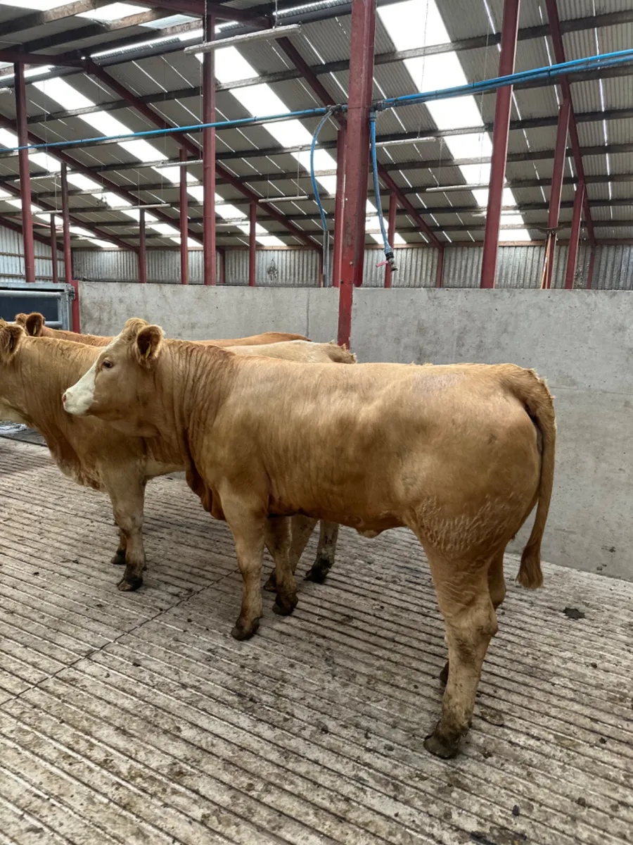 Lim and Simmental Bulling heifers - Image 1
