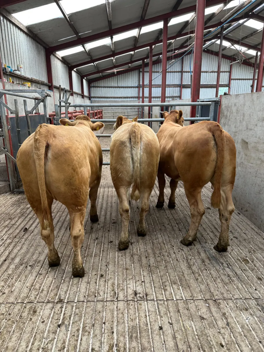 Lim and Simmental Bulling heifers - Image 4