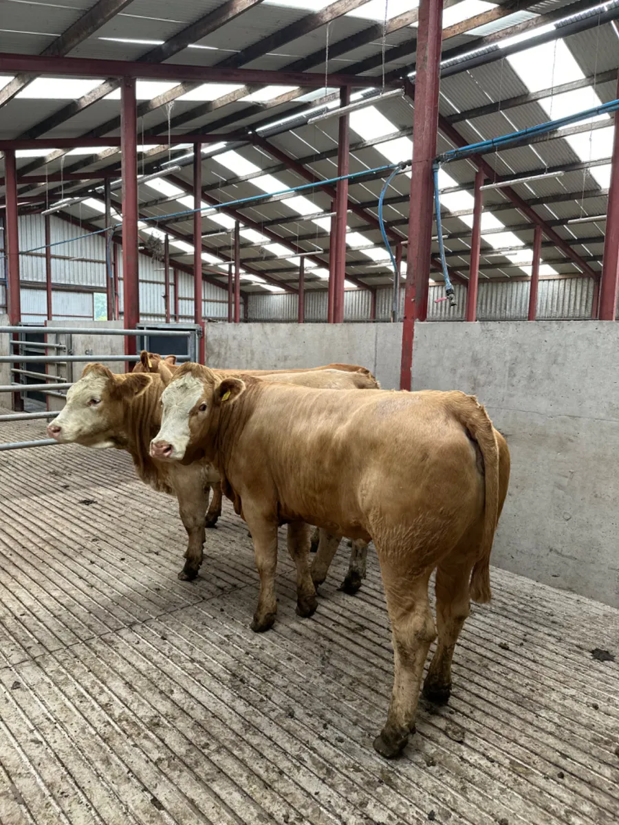 Lim and Simmental Bulling heifers - Image 2