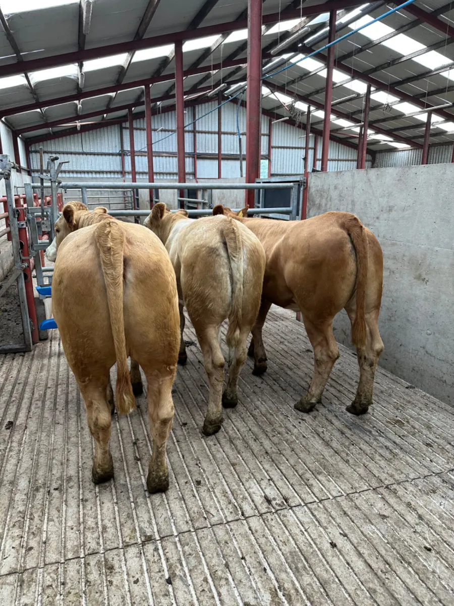 Lim and Simmental Bulling heifers - Image 3