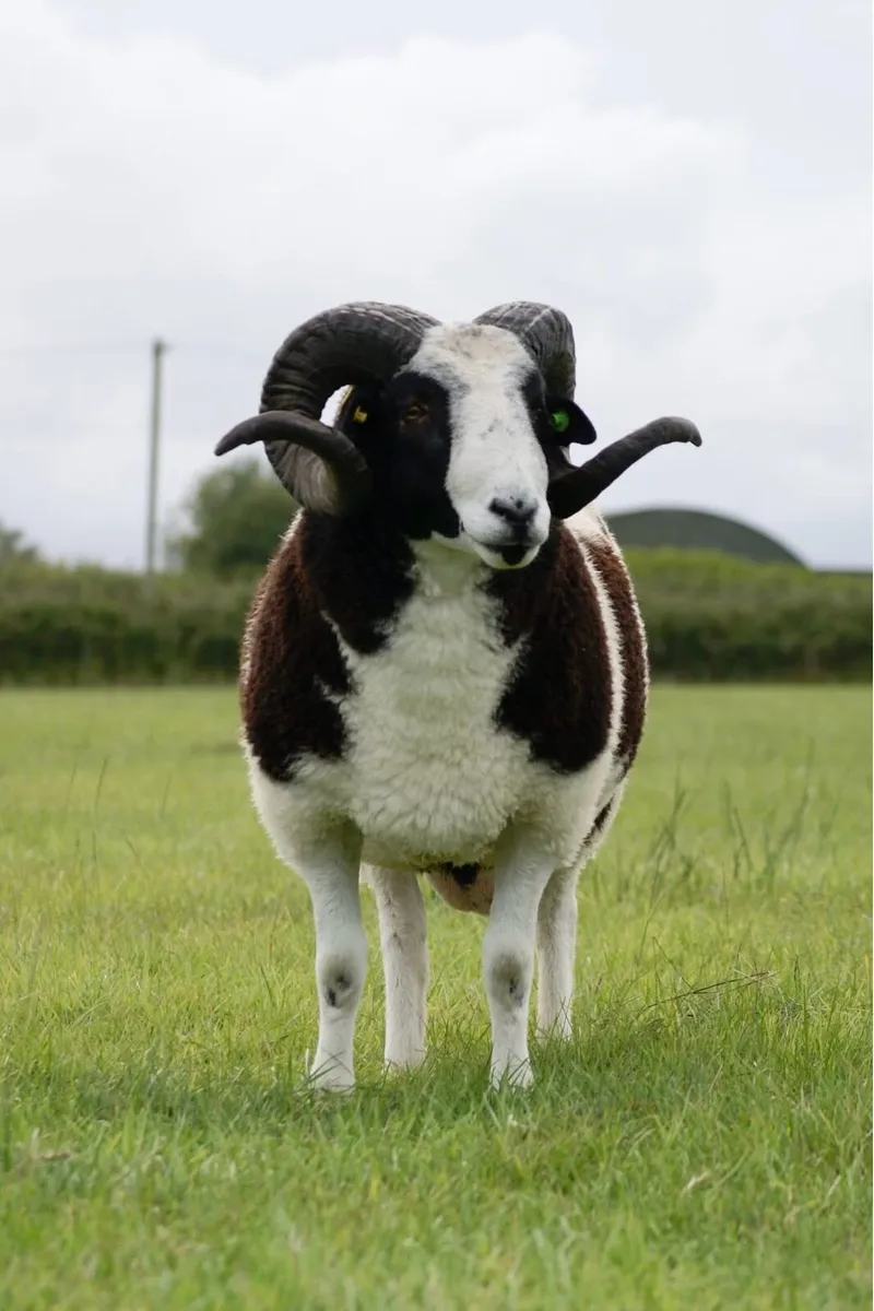 Pedigree Jacob Ram - Image 1