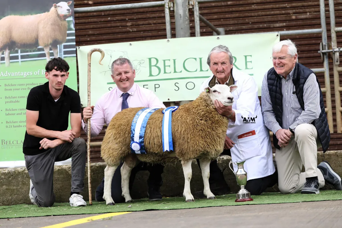 💥 Belclare Premier Sale in Tullamore💥 Ram Hogget - Image 2