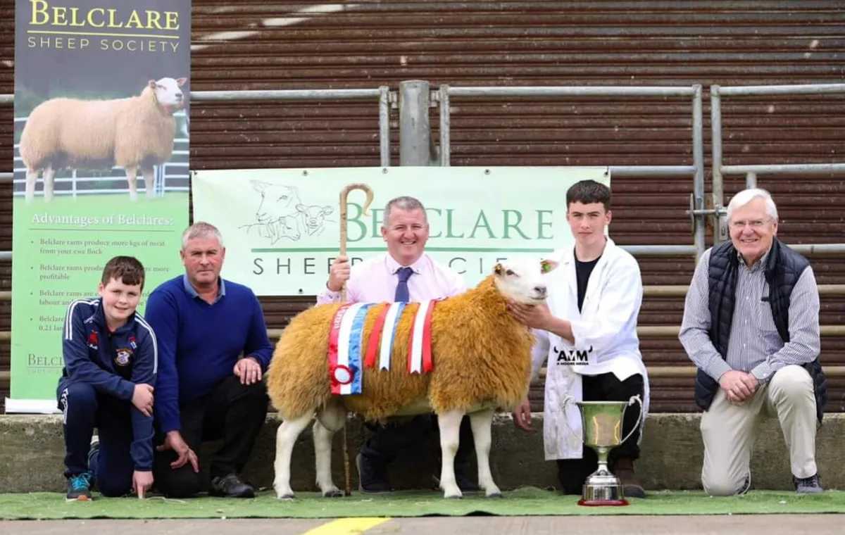 💥 Belclare Premier Sale in Tullamore💥 Ram Hogget - Image 4